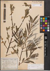 Foto von Salix eleagnos Scop.